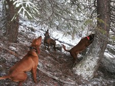 Mountain lion hunting in Montana and Idaho with a hunting guide from Redbone Outfitting is a great experience.